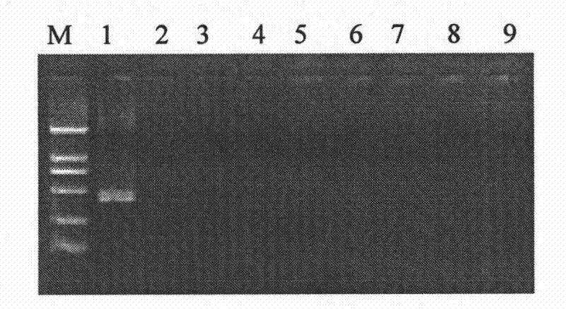 Kit for identifying and diagnosing different species of bovine theileria and method thereof