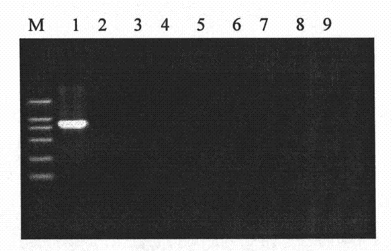 Kit for identifying and diagnosing different species of bovine theileria and method thereof