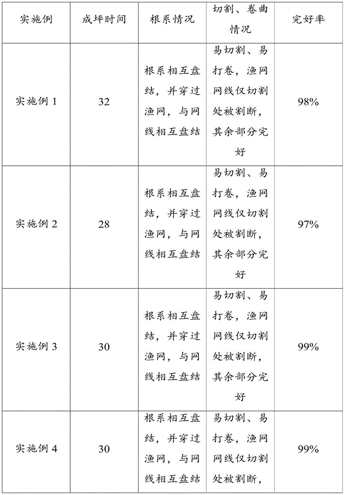 Carpet lawn and preparation method thereof