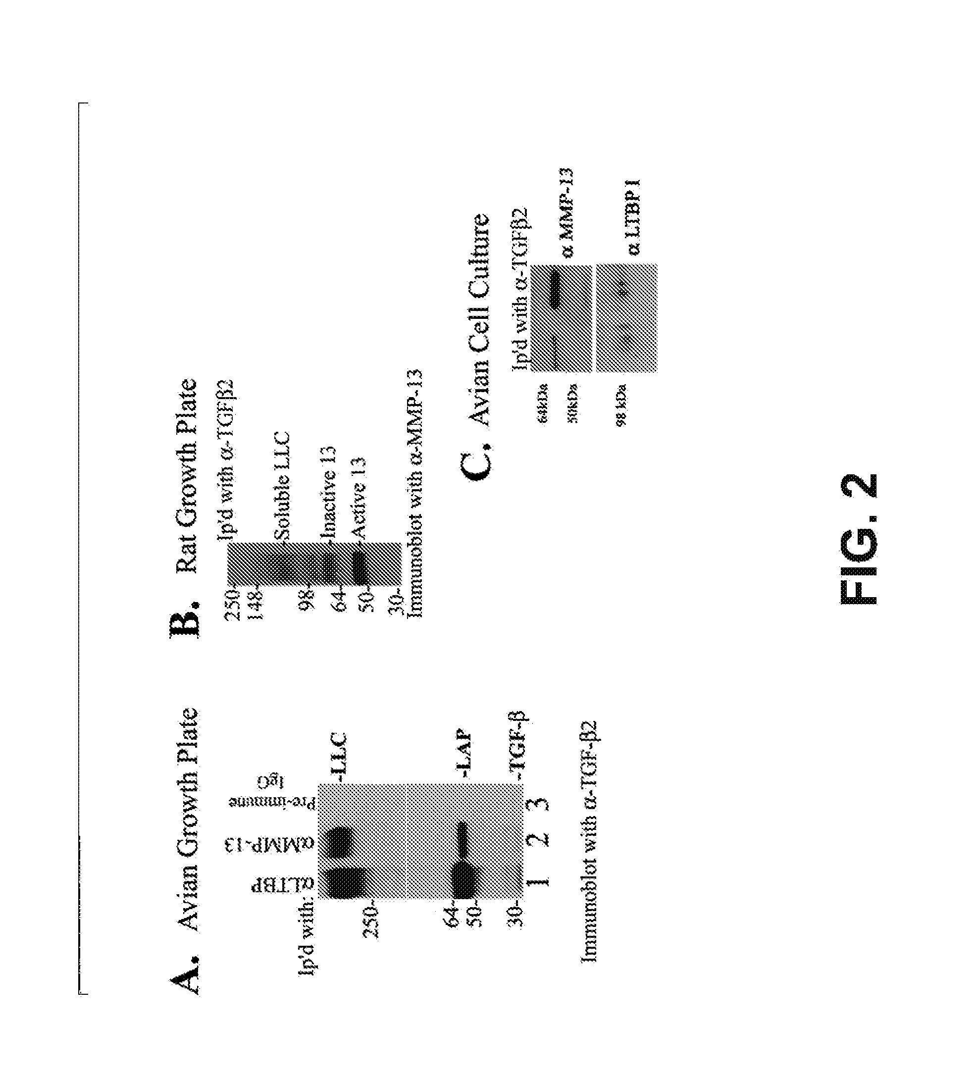 Compositions and methods for inhibition of mmp:mmp-substrate interactions