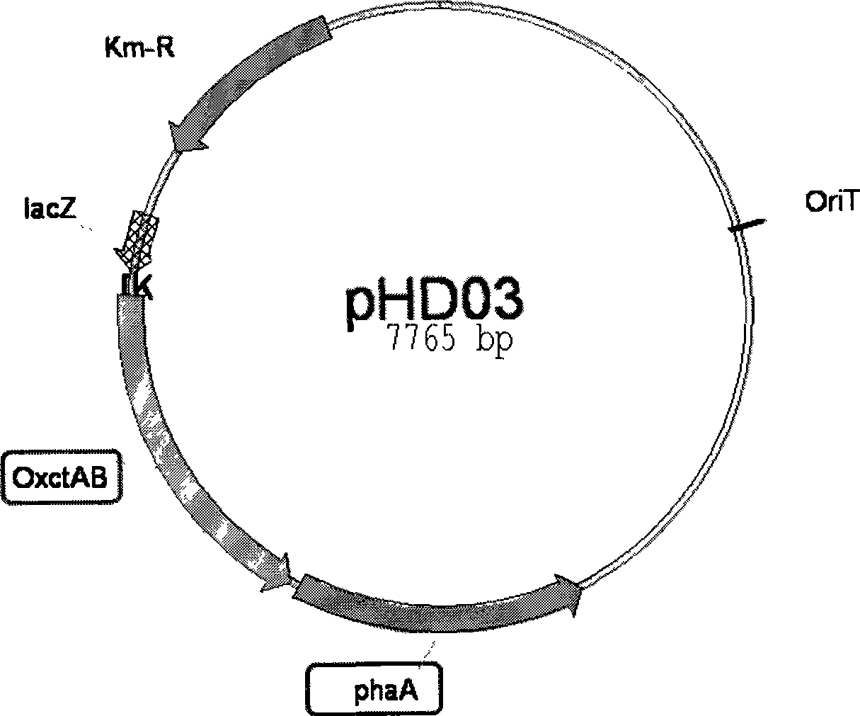 Engineering bacteria expressing coenzyme A transferase and beta-keto thiolase and use thereof