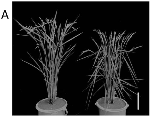 Rice grain width gene gw5l and its application
