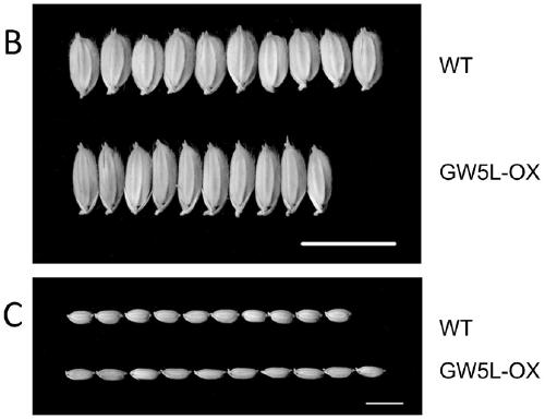 Rice grain width gene gw5l and its application