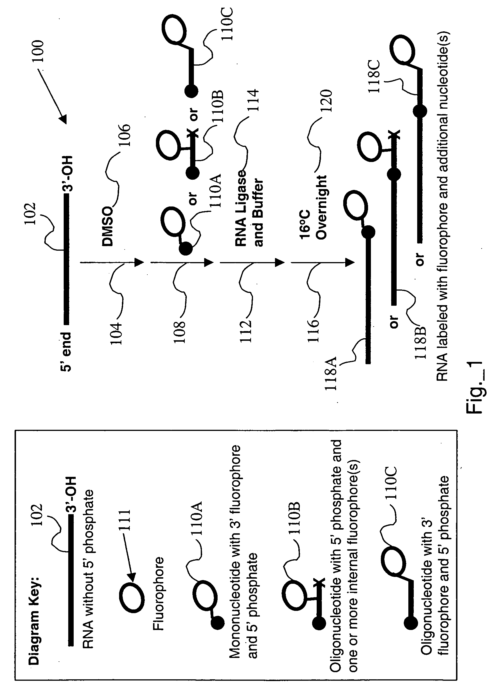 RNA labeling method