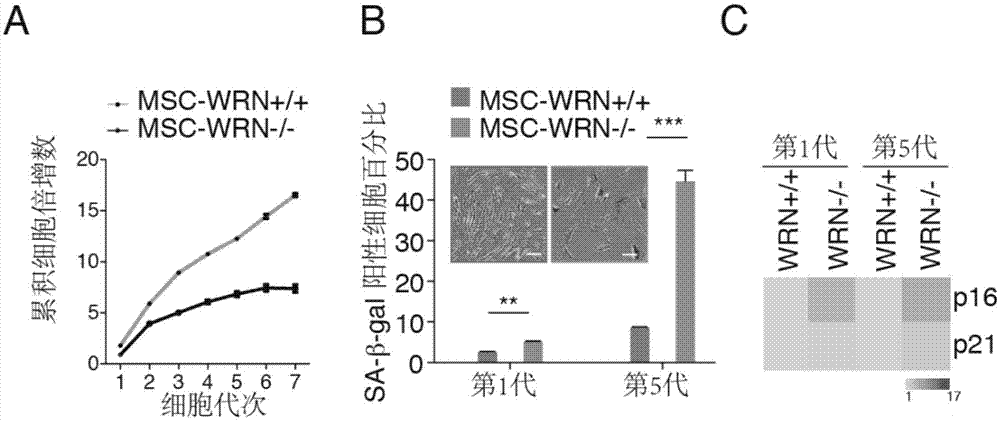 Multipotent stem cells carrying human adult premature senility syndrome gene mutations and preparation method thereof
