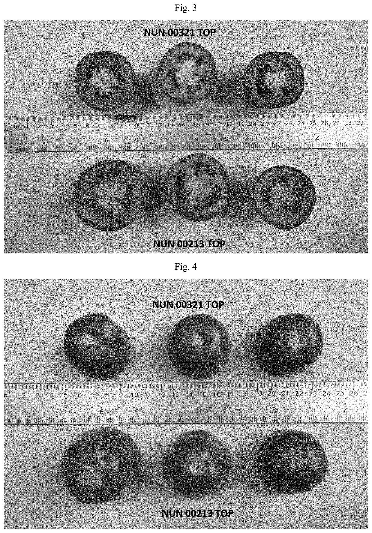 Tomato variety nun 00321 top