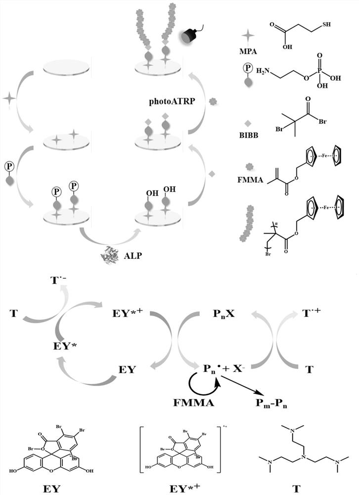 ALP activity detection kit based on photo-ATRP signal amplification strategy and use method thereof