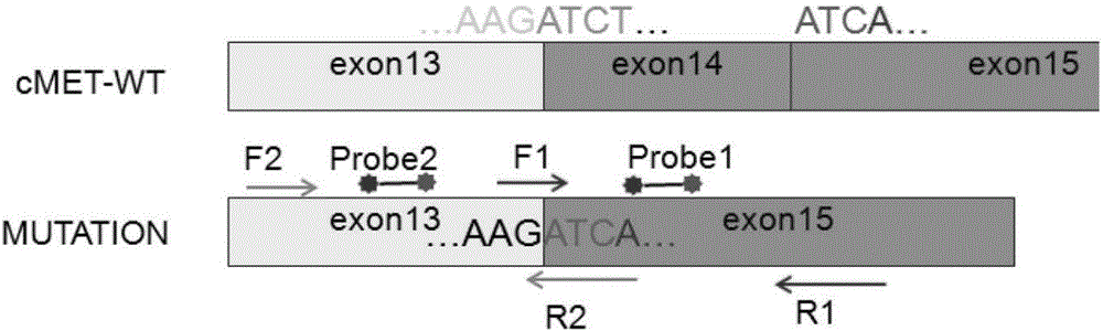 Composition and kit for detecting c-MET gene exon 14 skip mutation