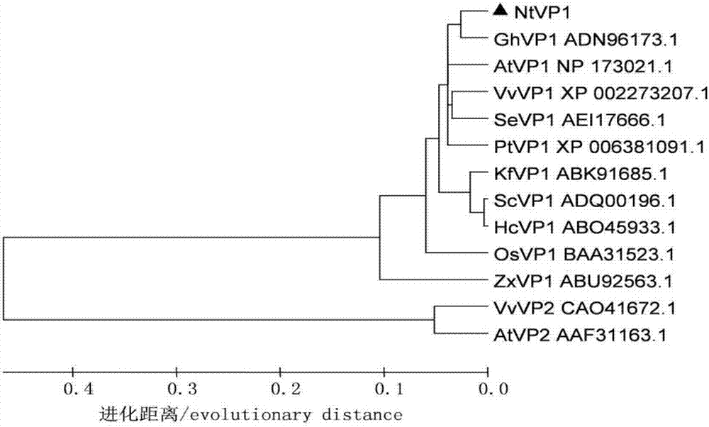 Nitrariatangutoruntonoplast H&lt;+&gt;PPase protein gene NtVP1, encoding protein thereof, and cloning method
