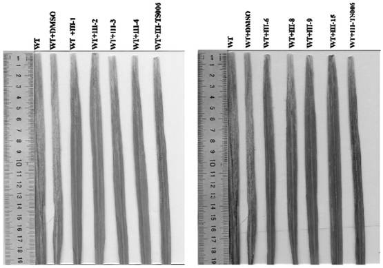 A kind of (s)-1,3-thiazole phenylfuryl thiocarbamate compound and its preparation method and application