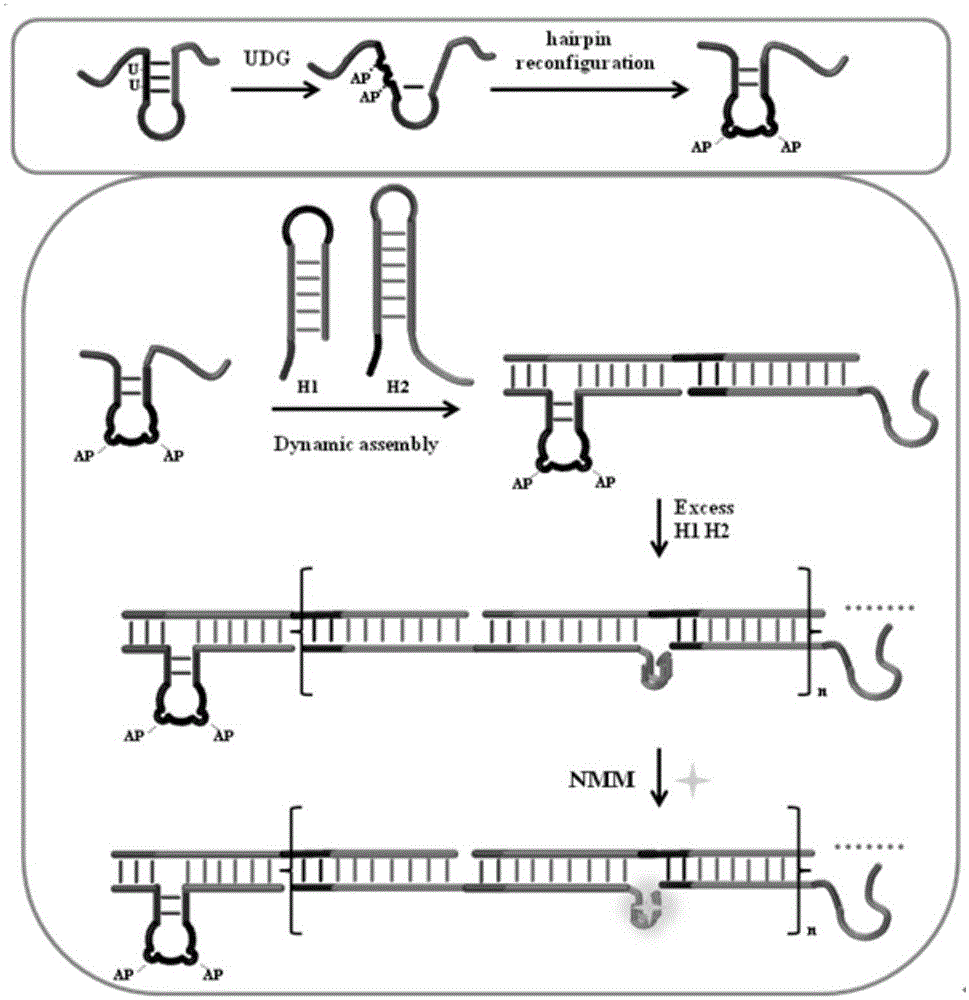 High-sensitivity uracil DNA glycosylase (UDG) detection using DNA three-direction section activated hybridization chain reaction