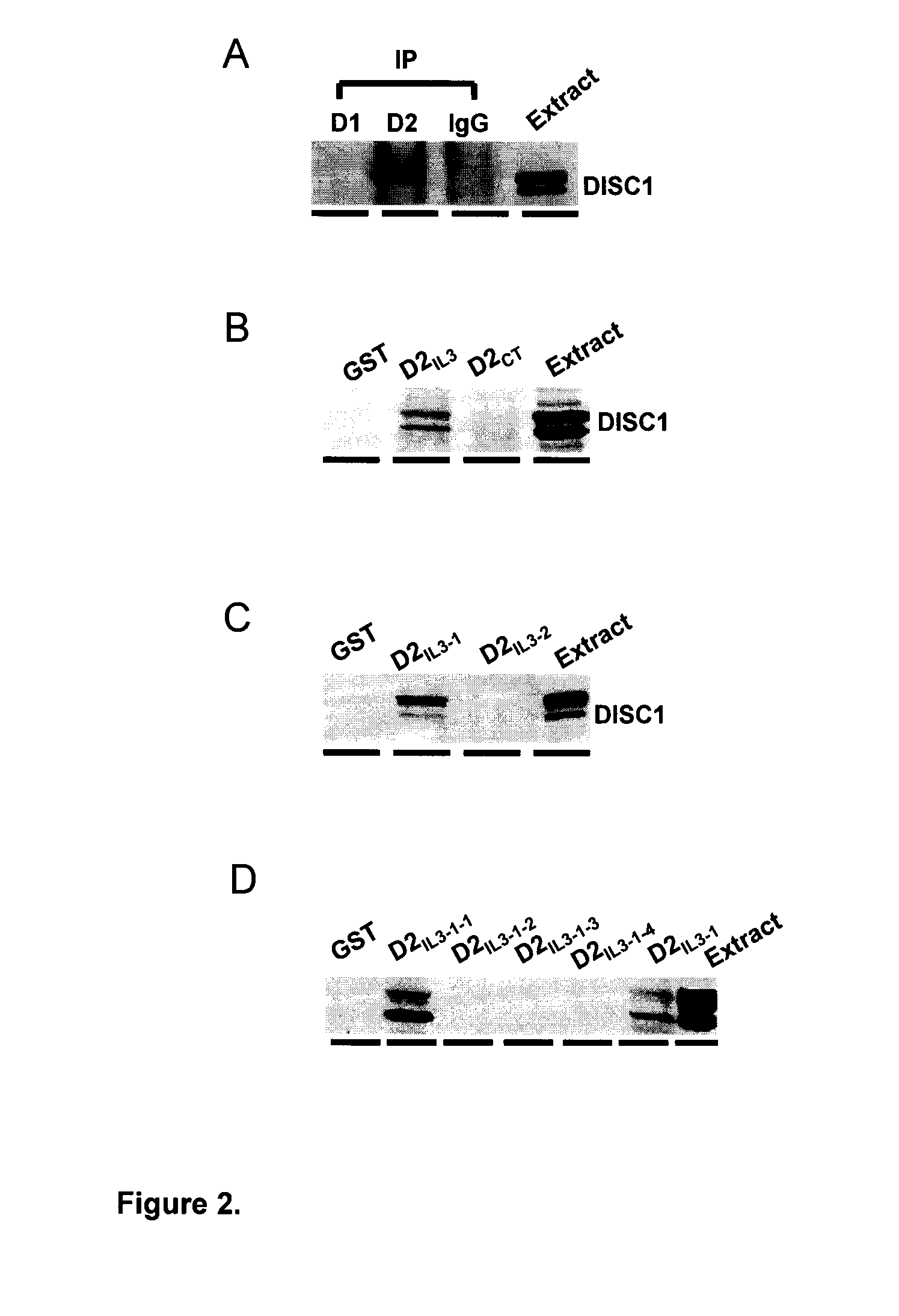 Dopamine d2 receptor-disc1 interaction, compositions and methods for modulating same