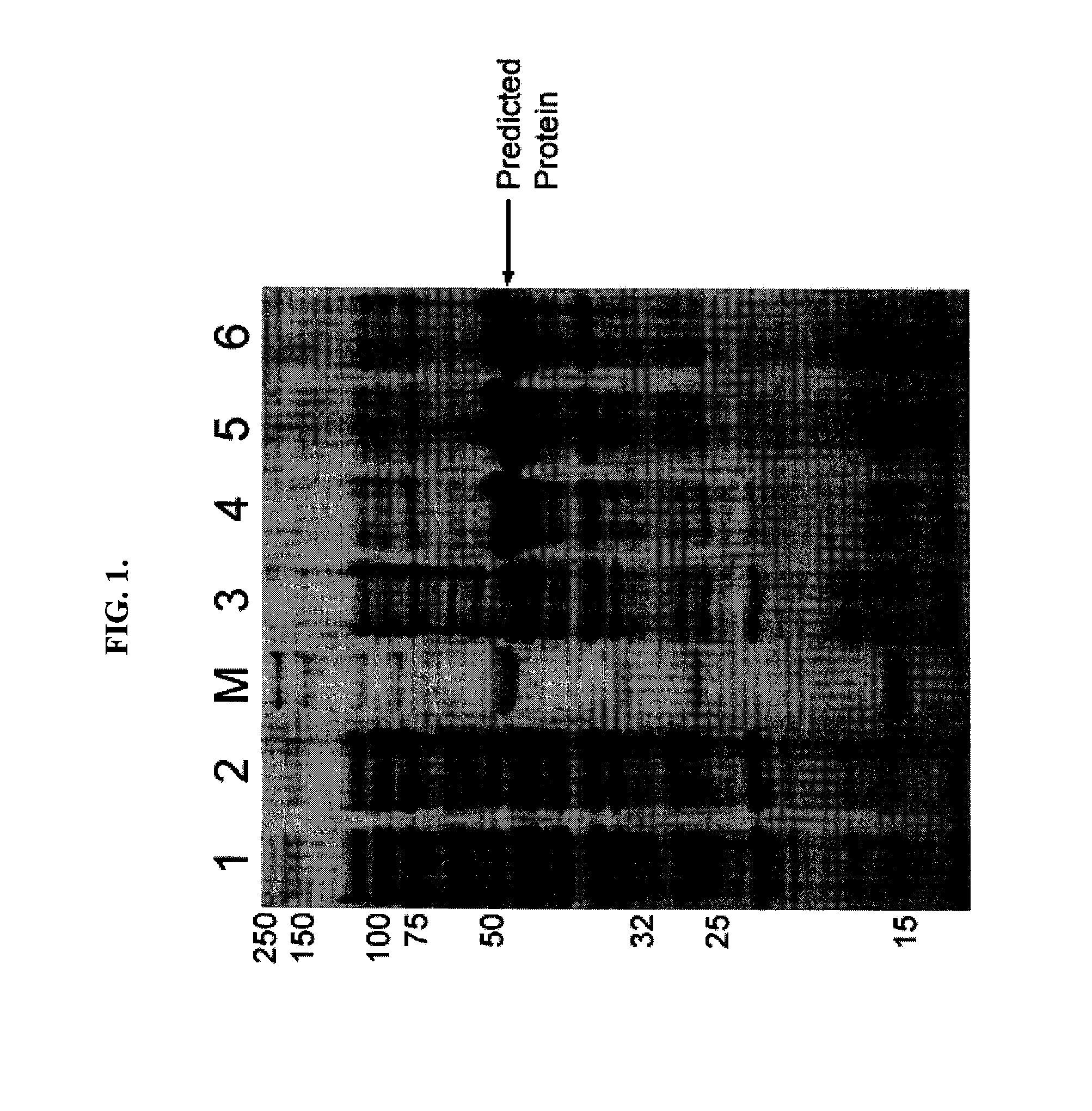 Method of sequence optimization for improved recombinant protein expression using a particle swarm optimization algorithm