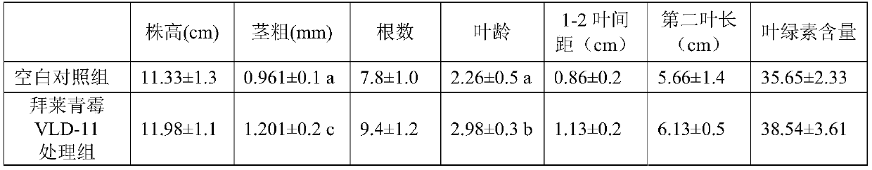 A kind of Penicillium bailei and its application in agricultural production