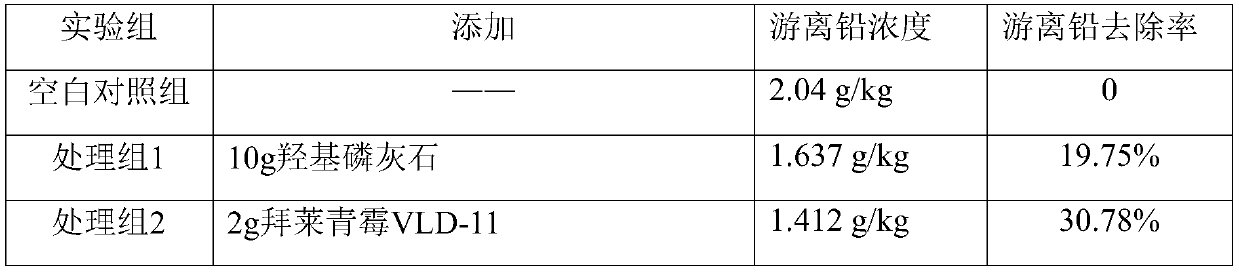 A kind of Penicillium bailei and its application in agricultural production