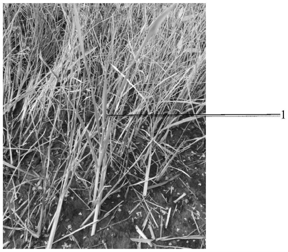 A rice accase mutant gene and its application in plant herbicide resistance