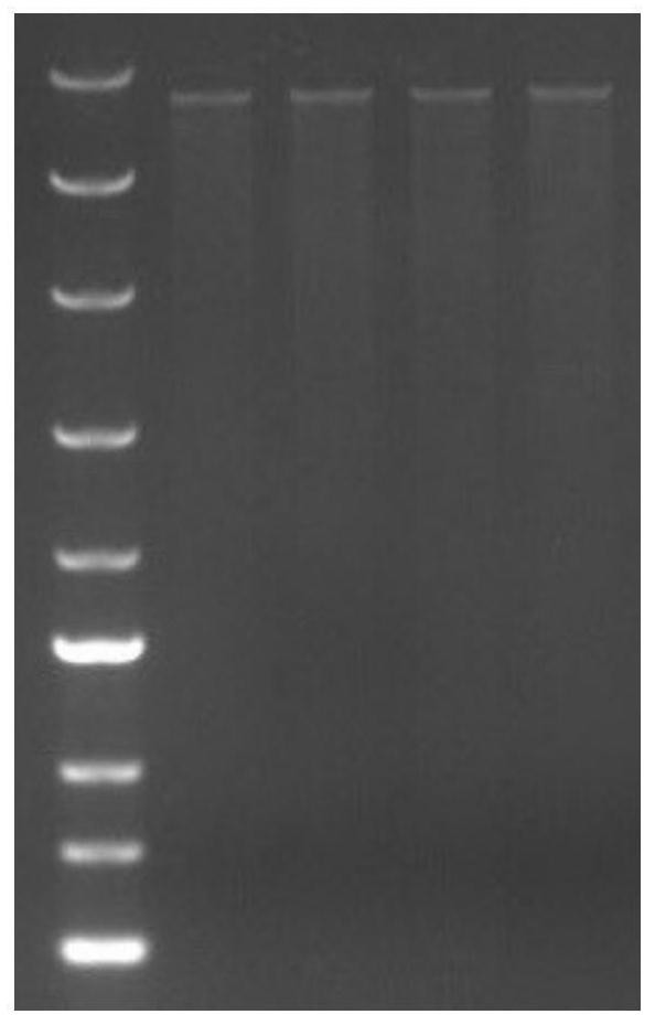 A rice accase mutant gene and its application in plant herbicide resistance