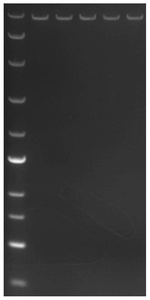 A rice accase mutant gene and its application in plant herbicide resistance