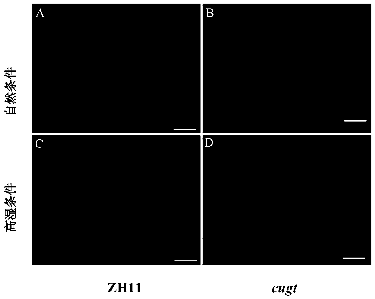 A method for preparing rice moisture-sensitive male sterile material and related genes