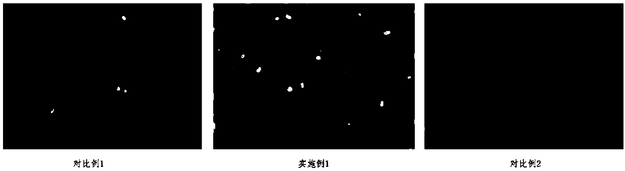 Combined enzyme for efficiently digesting goat testicular tissue