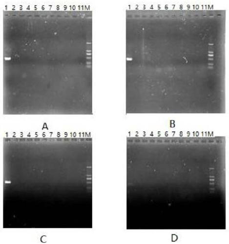 Specific primers for amplifying aedes albopictus Cytb gene and method for conducting sequencing by means of same