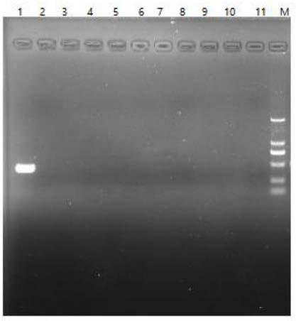 Specific primers for amplifying aedes albopictus Cytb gene and method for conducting sequencing by means of same