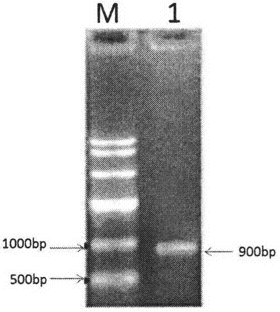 Biosynthesis method for increasing accumulation of L-5-methyltetrahydrofolate