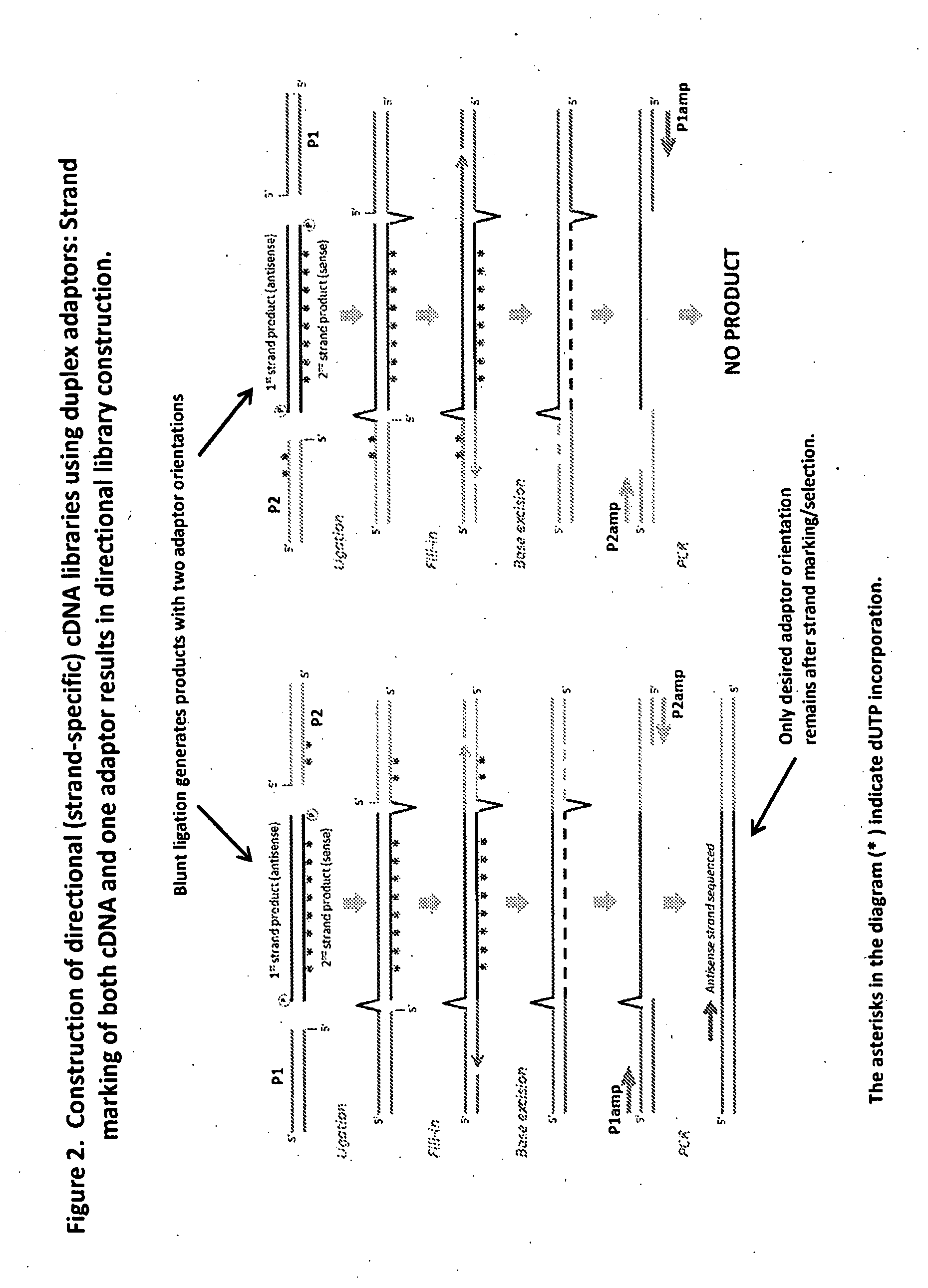 Compositions and methods for directional nucleic acid amplification and sequencing