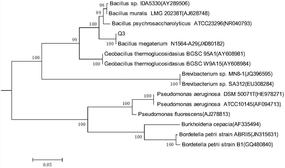 Endogenous bacillus megatherium and applications thereof in restoration of quinclorac phytotoxicity