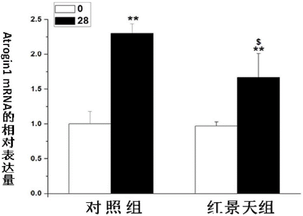 Application of rhodiola rosea in prevention and treatment of amyotrophy disease