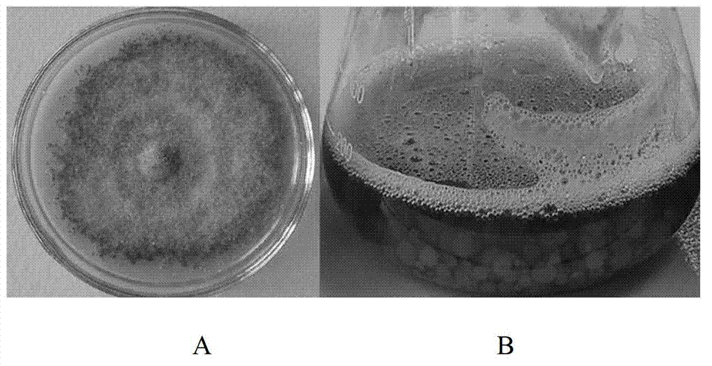 Chaetomium globosum with nematicidal activity, metabolite and application thereof