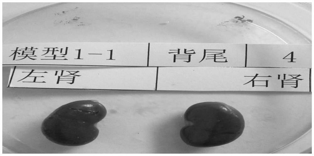 Application of aspidopterys obcordata extract in medicine for preventing and/or treating uric acid nephropathy