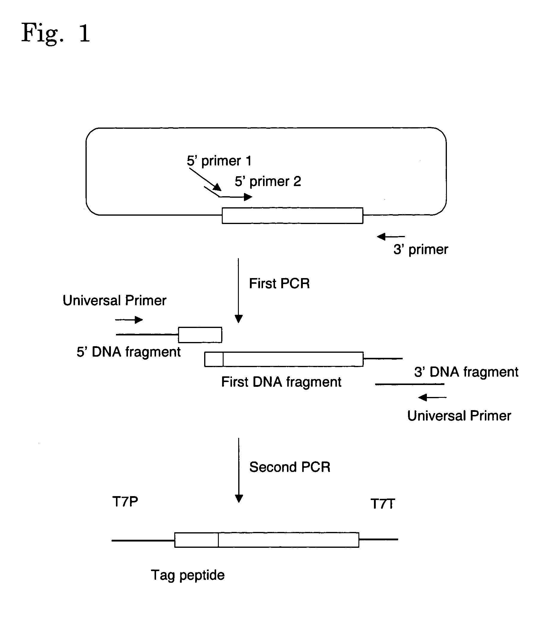 Method of producing template DNA and method of producing protein in cell-free protein synthesis system using the same