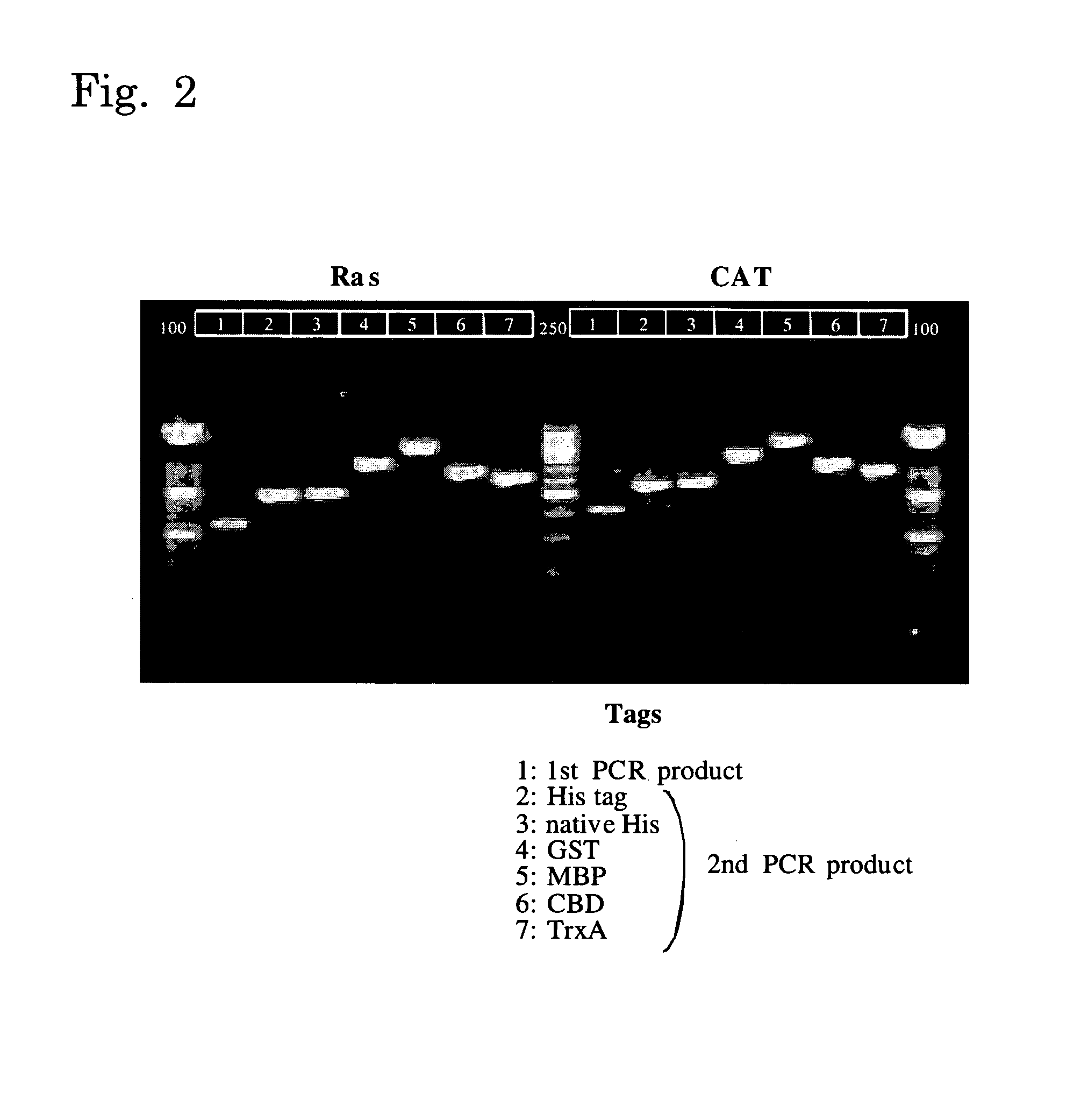 Method of producing template DNA and method of producing protein in cell-free protein synthesis system using the same