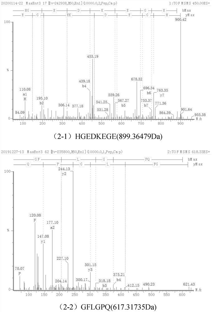 A kind of umami peptide and its preparation method and application