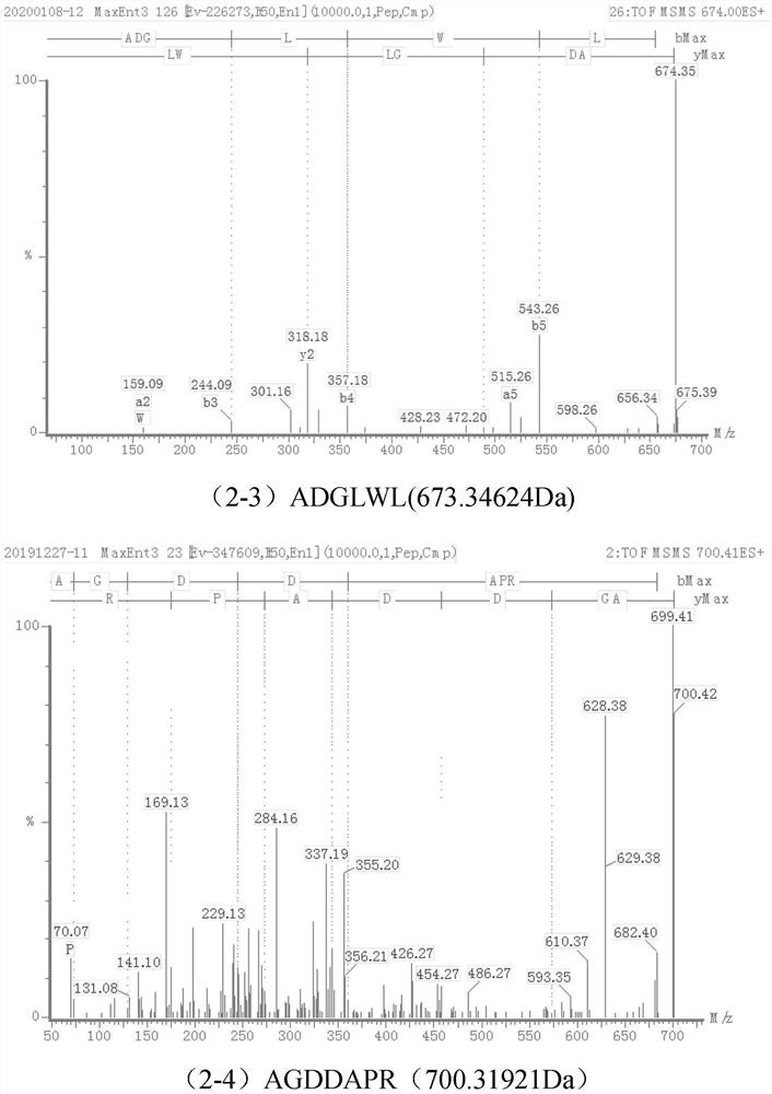 A kind of umami peptide and its preparation method and application