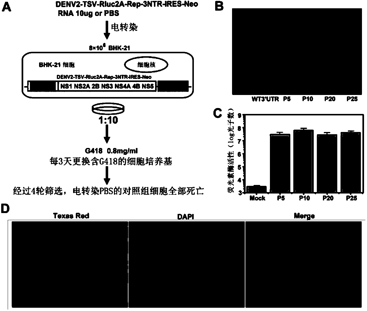 Cell line of dengue virus type-2 replicor with dual-reporter gene and application