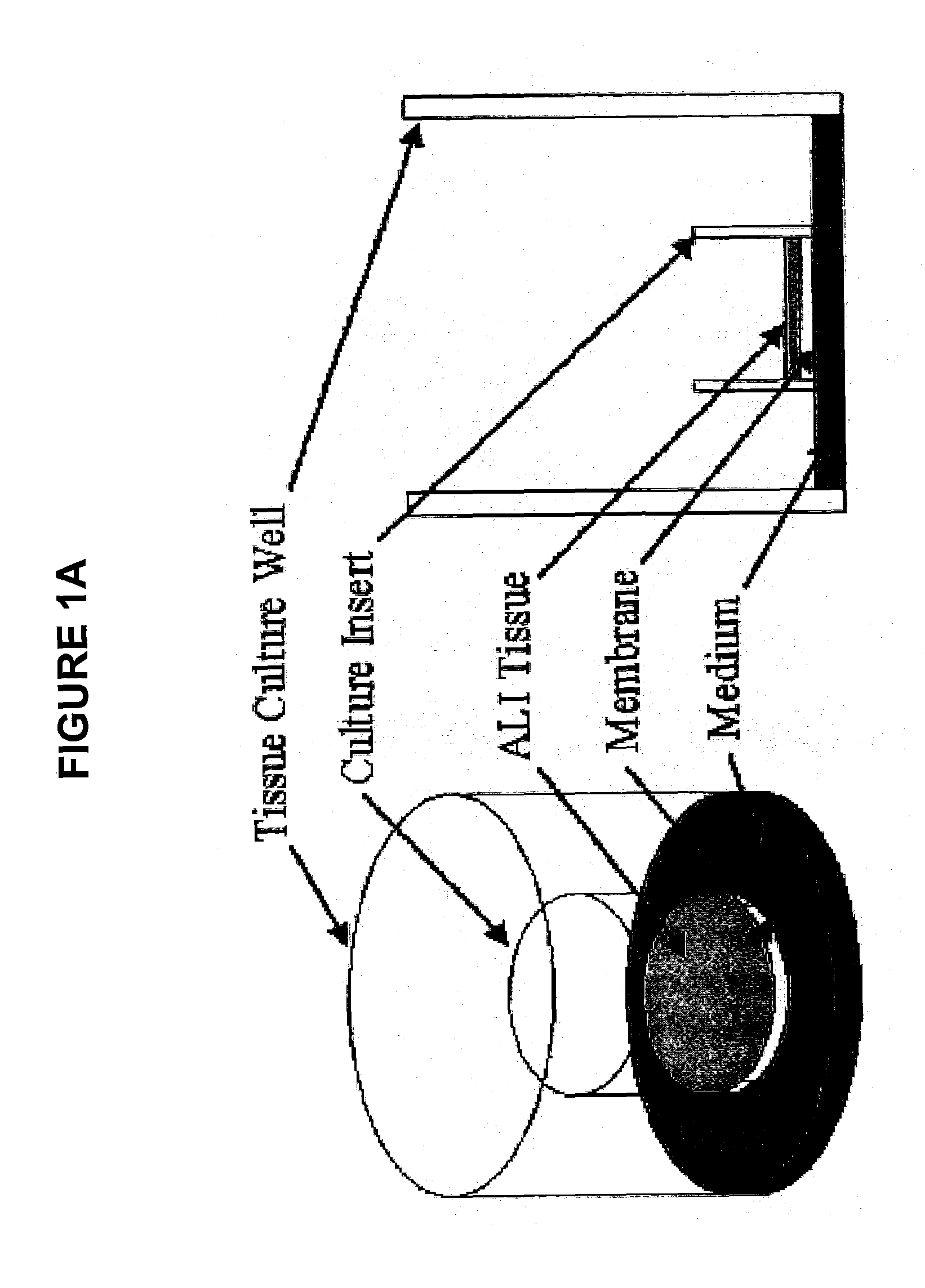 Method for Predicting Respiratory Toxicity of Compounds