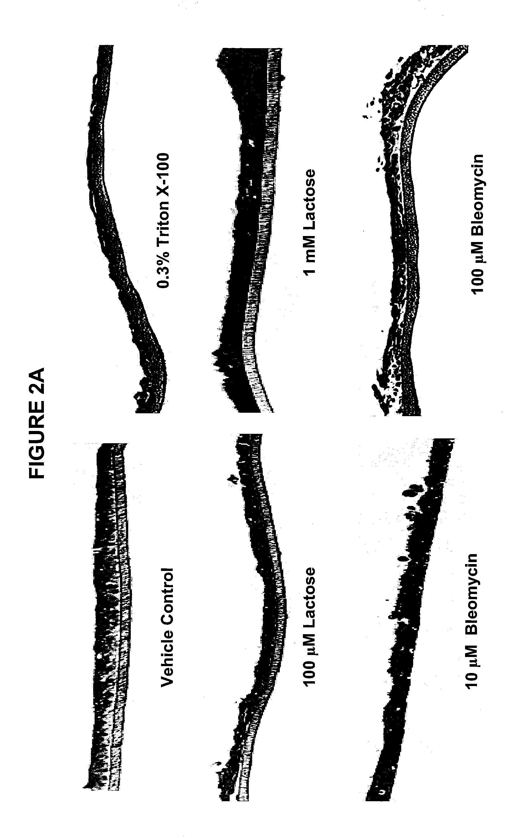 Method for Predicting Respiratory Toxicity of Compounds