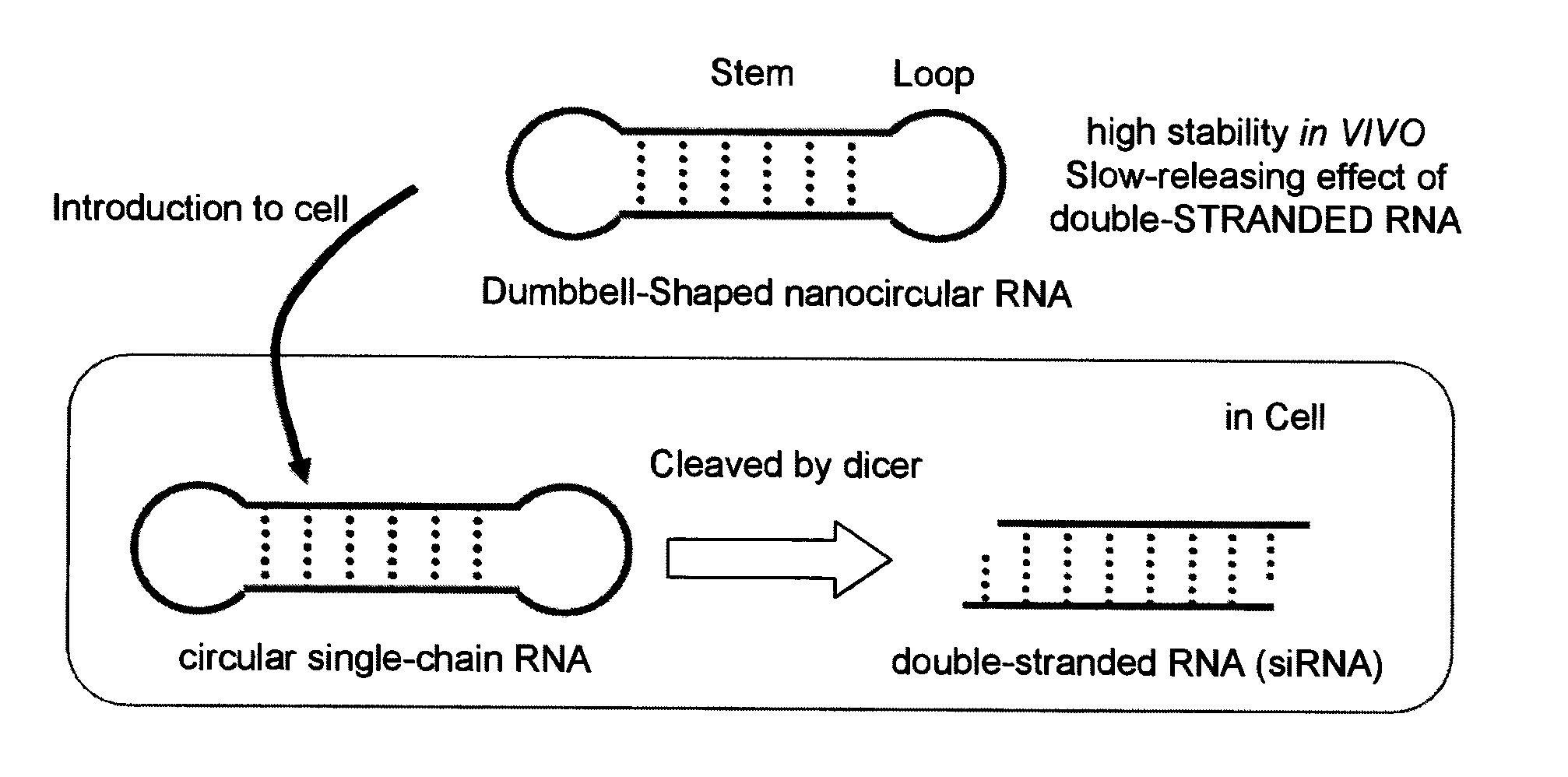 Single-chain circular RNA and method of producing the same