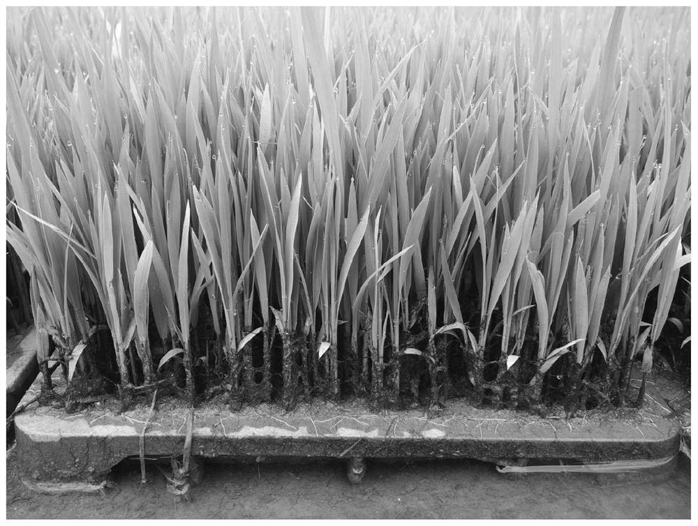 Growth-promoting stress-resistant rice seedling raising basic substrate, seedling raising substrate, preparation method of seedling raising substrate and seedling raising method