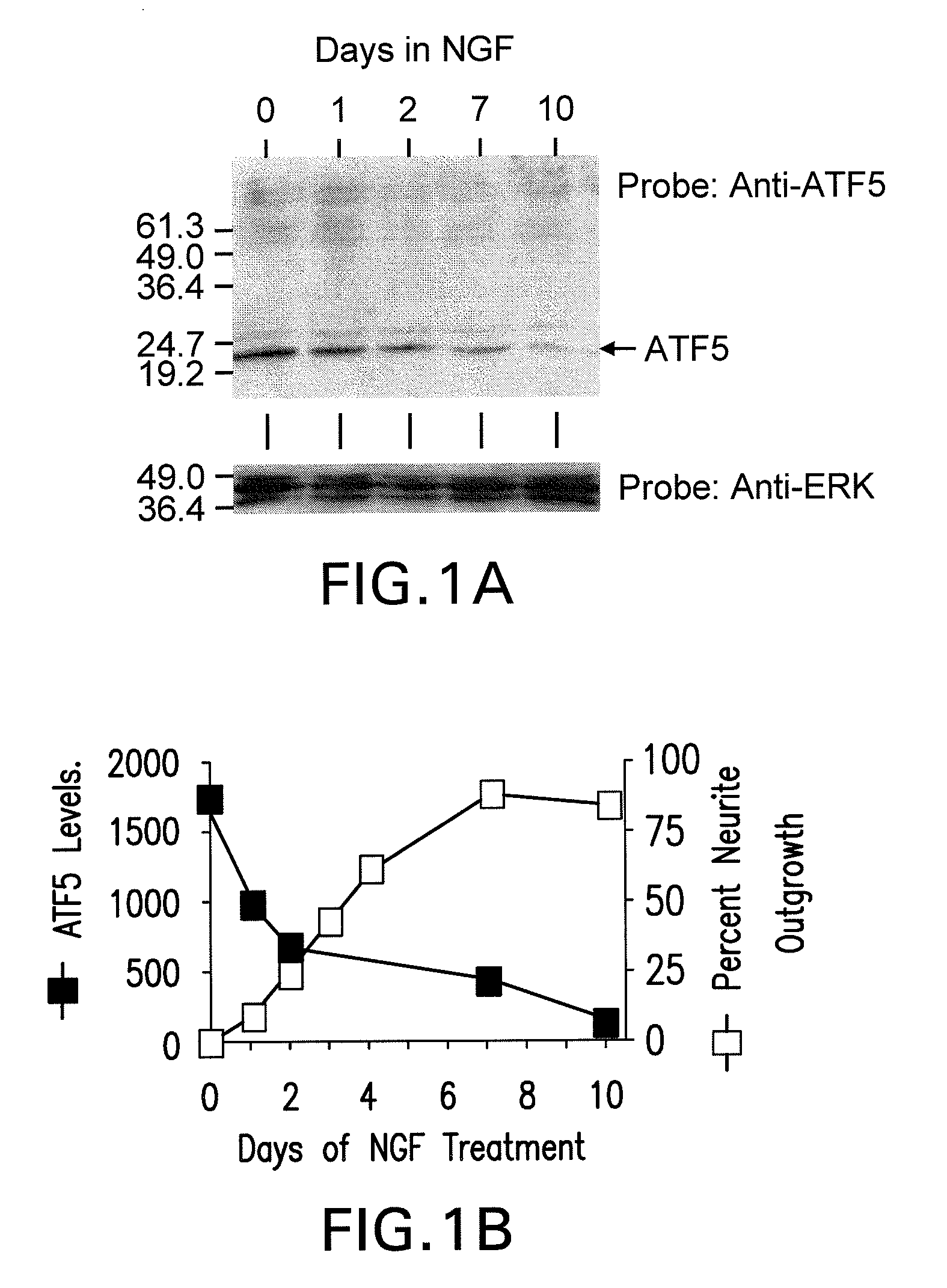 Methods For Regulating The Growth And/Or Survival Of Tumor Cells And Stem Cells By Modulating The Expression Or Function Of The Transcription Factor ATF5