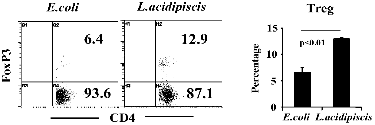 Application of lactobacillus acidipiscis for preparing medicine capable of preventing or treating autoimmune diseases