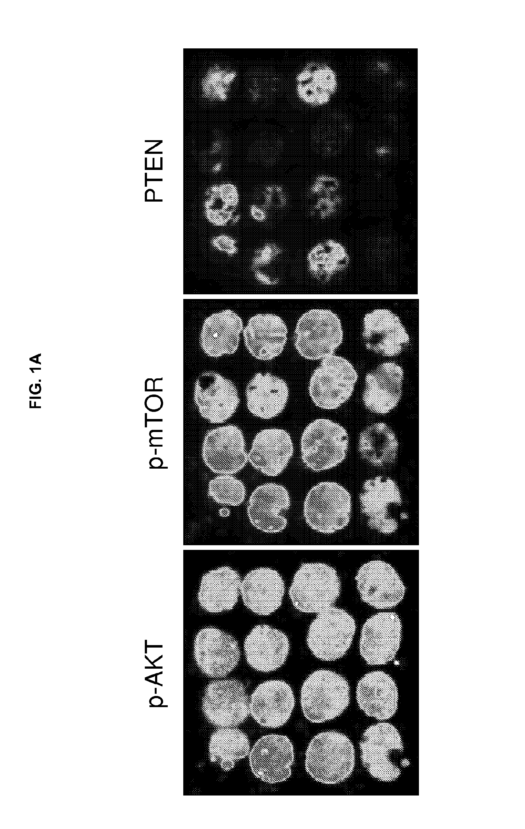 Ratio based biomarkers and methods of use thereof