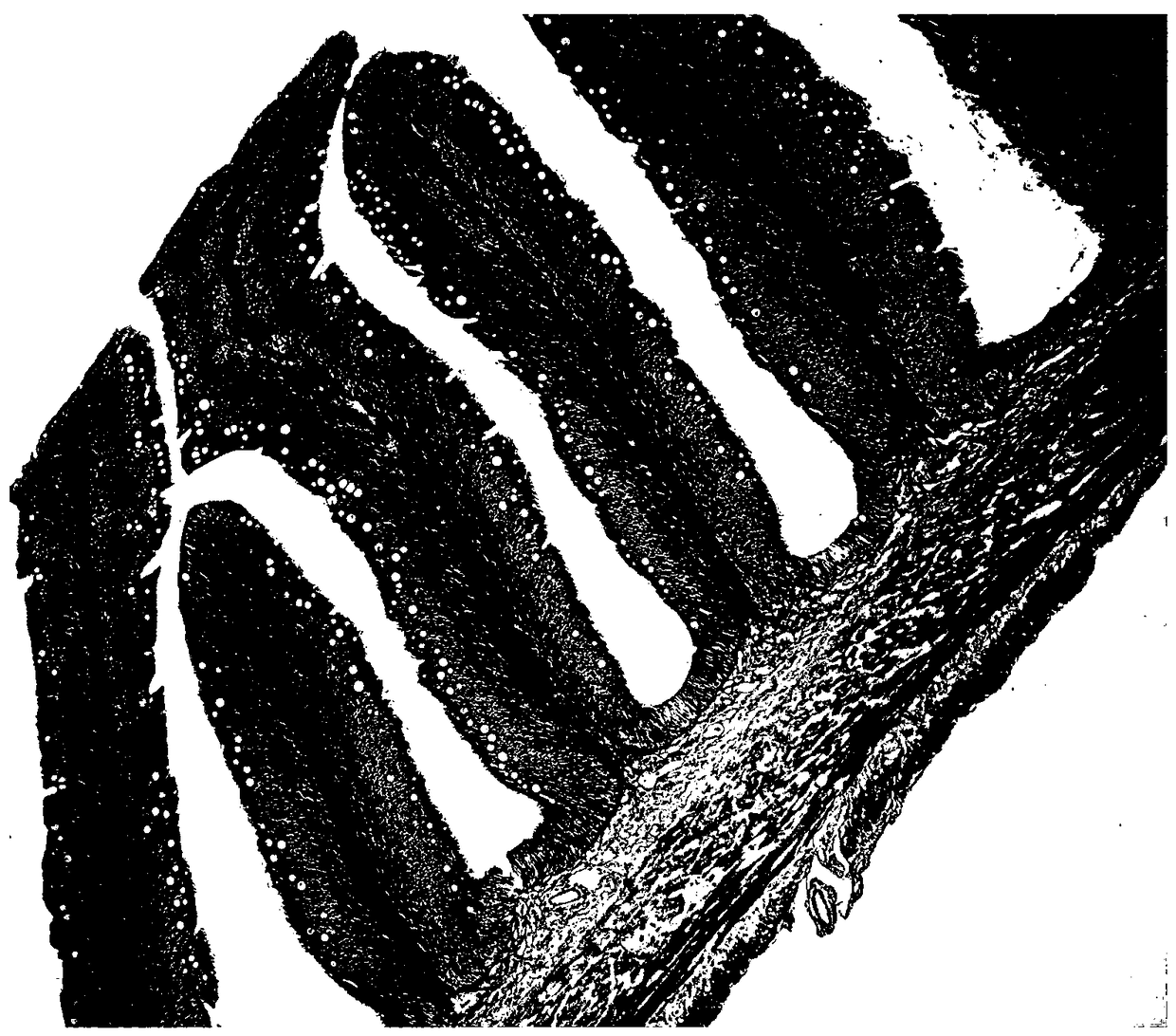 A kind of establishment method of gossypol-induced fish enteritis model