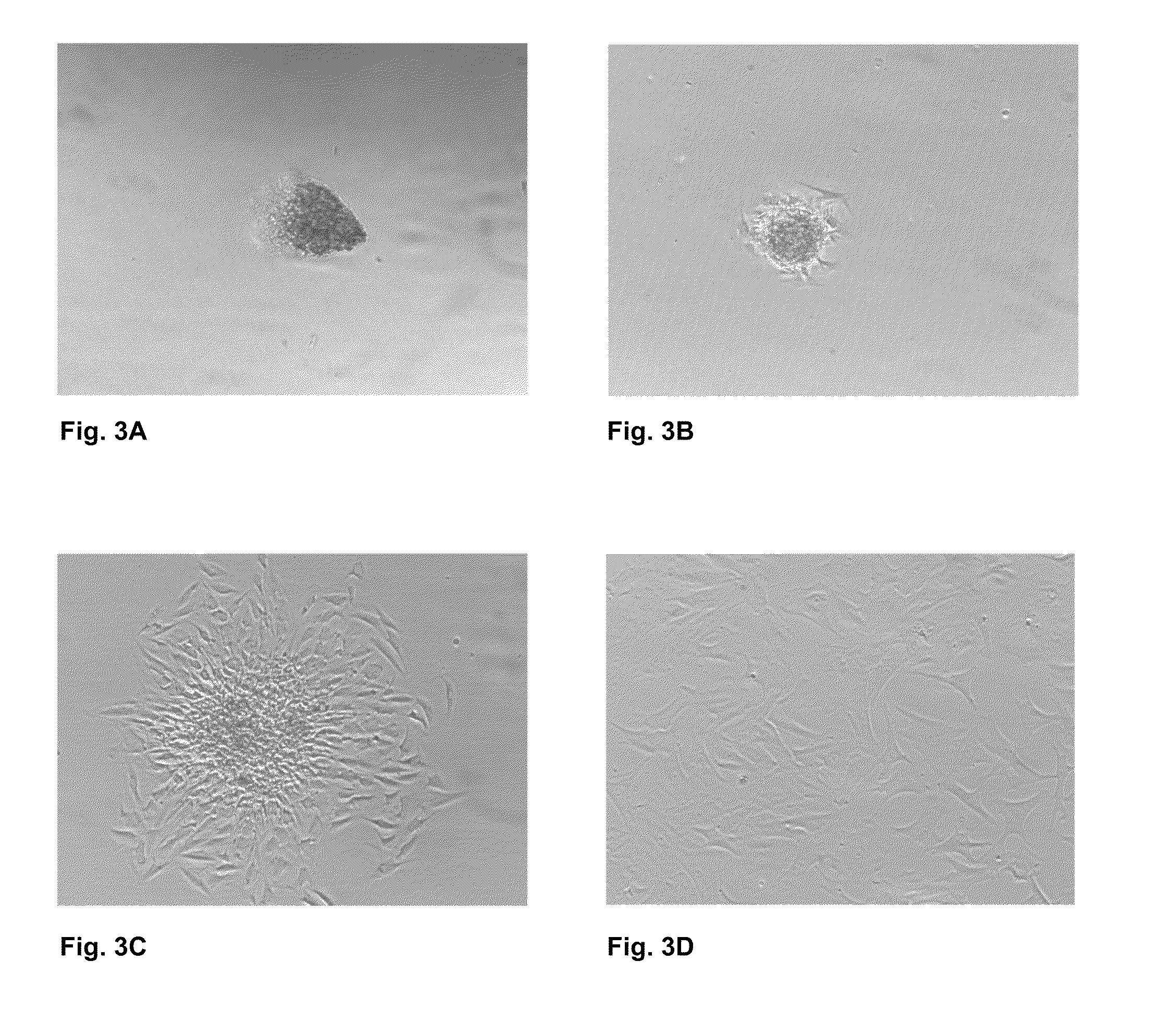 Cell Compositions and Methods for Hair Follicle Generation