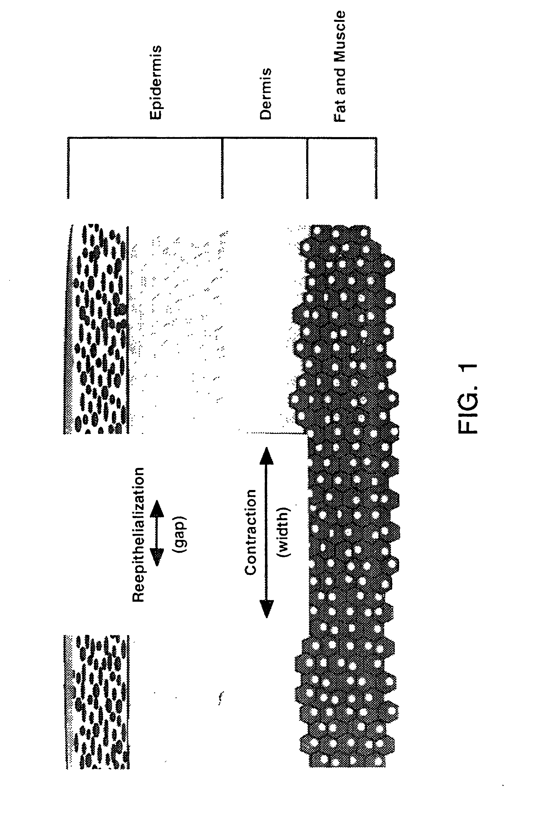 Compositions and methods for promoting wound healing and tissue repair