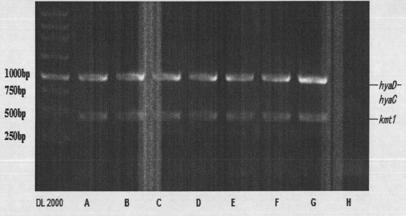 Bovine capsular serotype A Pasteurella mutocida, validation identification and application thereof