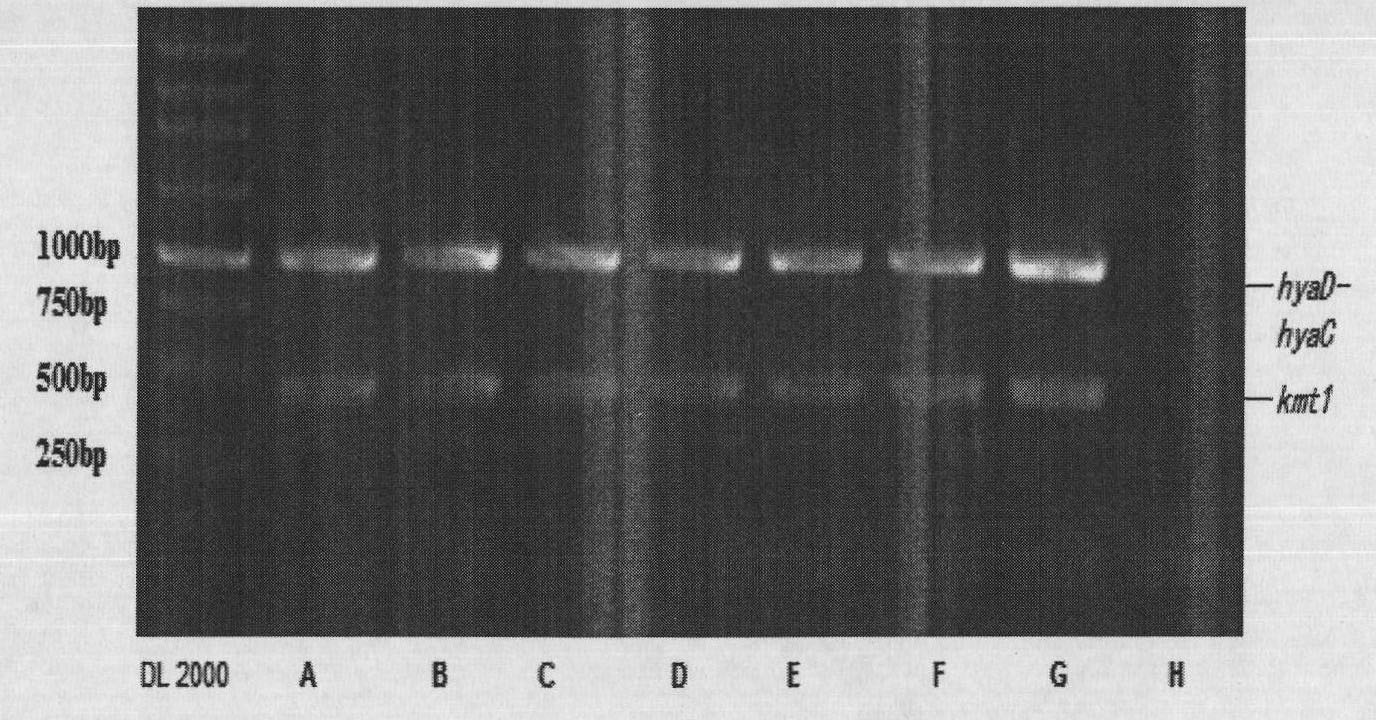 Bovine capsular serotype A Pasteurella mutocida, validation identification and application thereof