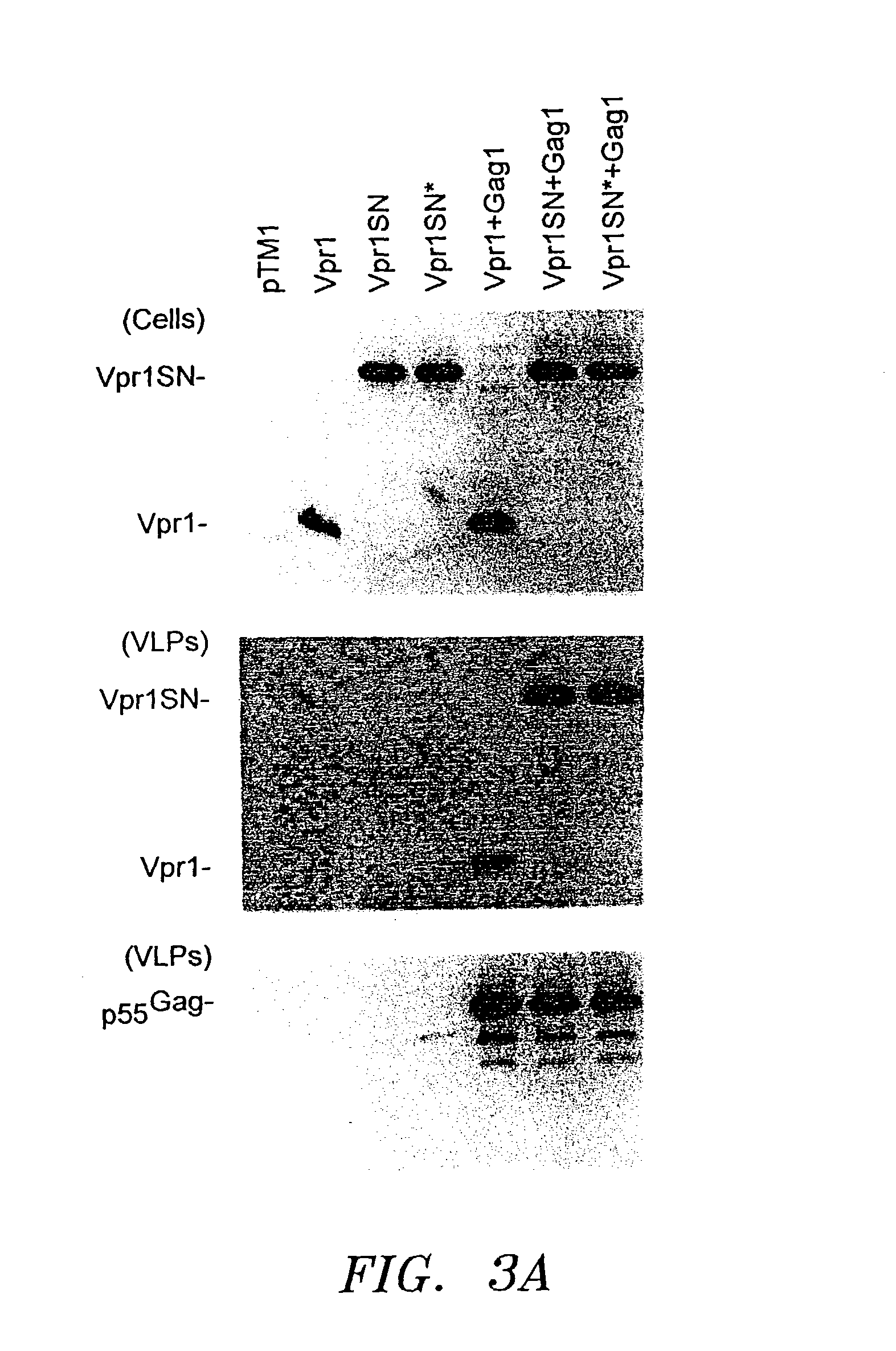 Fusion protein delivery system and uses thereof